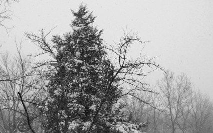 nevando en un árbol de hoja perenne