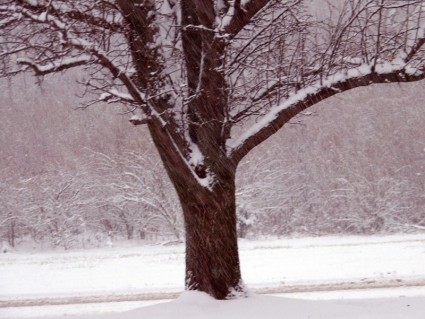 salju turun di pohon