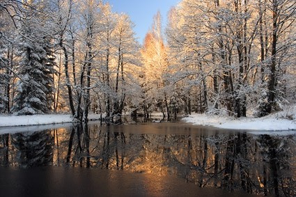 neve sciolta nella foto foresta
