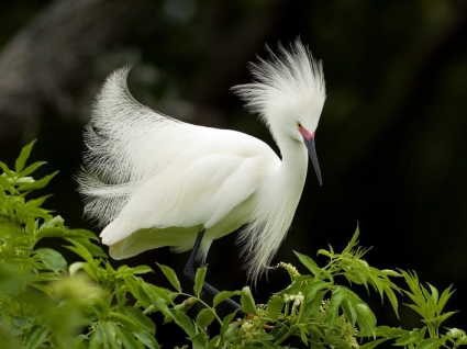Snowy Egret In Breeding Plumage Wallpaper Birds Animals
