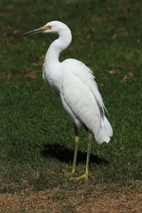 snowy egret sull'erba