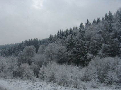 Bosque Nevado