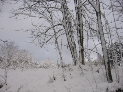 snowy natura