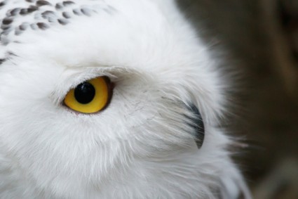 Snowy owl mắt