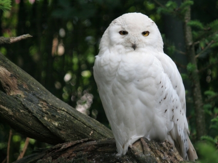 Snowy owl hình nền chim động vật