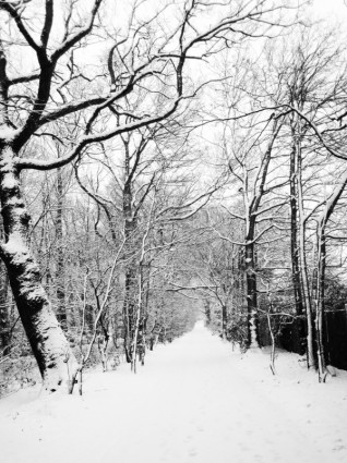 camino cubierto de nieve