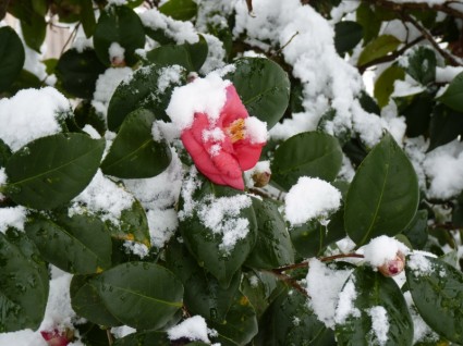 雪域玫瑰
