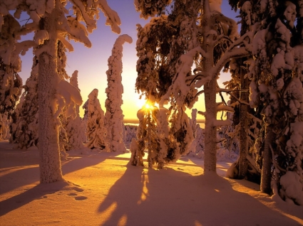 verschneite Sonnenuntergang Tapete Winternatur