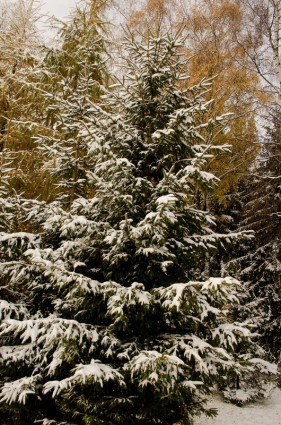 árvore de neve