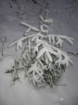 Schnee Baum