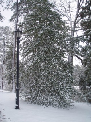 poste de luz de amp de árbol cubierto de nieve