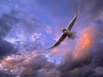 ทะยาน gull วอลล์เปเปอร์นกสัตว์