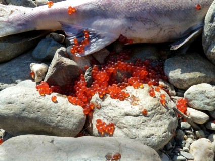 sockey 鮭魚產卵