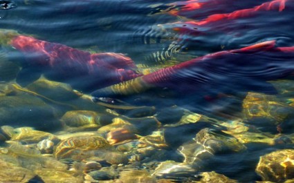 سمك السلمون سكي التفريخ نهر آدامز