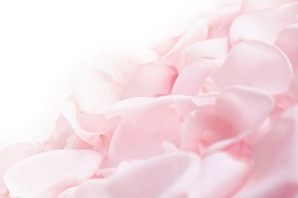 软粉红玫瑰花瓣股票照片
