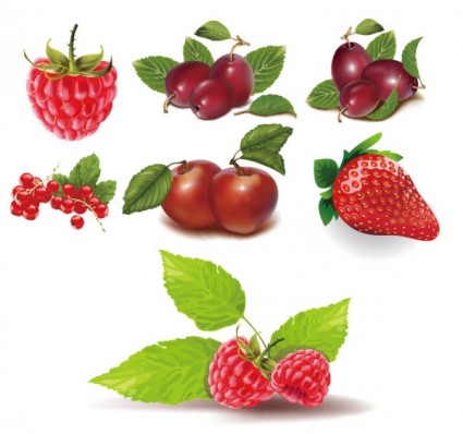 einige rote Früchte-Vektor