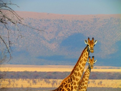 Süd Afrika Giraffe Afrika