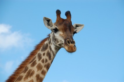 South Africa Giraffe Wild