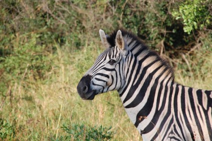 南アフリカ共和国の野生の自然
