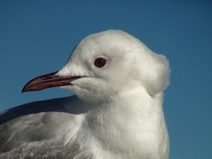 natureza do pássaro Sul-Africano gaivota