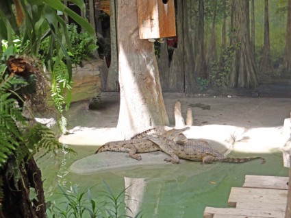 südamerikanischen Alligatoren