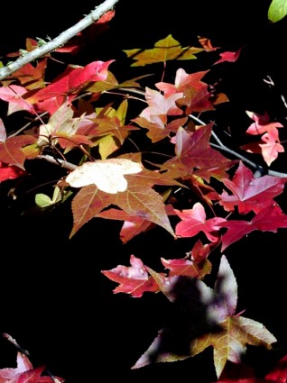 南部の秋の色