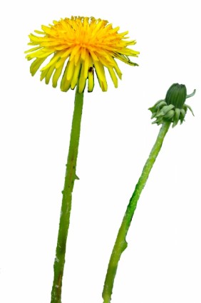 SOW Thistle, isolated on white