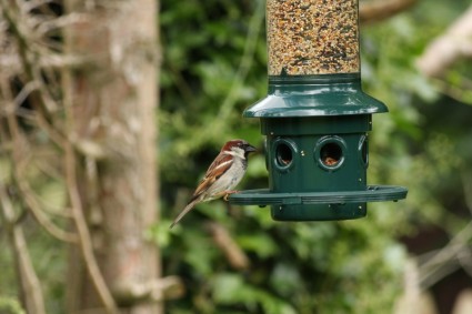 Sparrow tại bird feeder