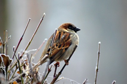 Sparrow burung hewan