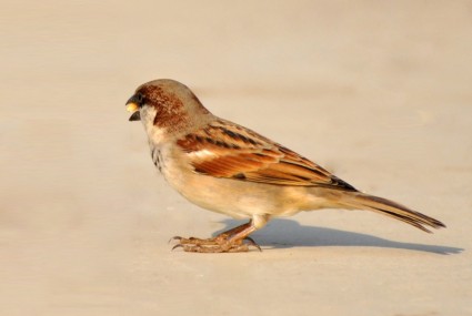 Sparrow chim chim