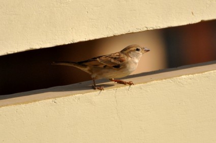 Sparrow chim chim
