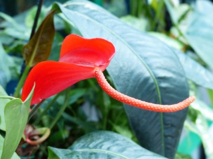 Spathiphyllum vaginal Blatt Blume