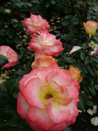 rose khusus