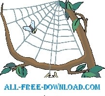 araña y web