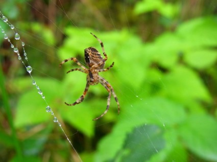animal de toile d'araignée spider