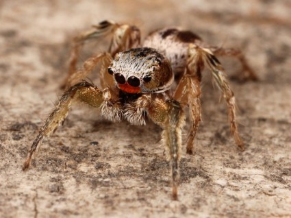 laba-laba serangga kaldari habronattus