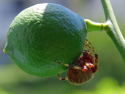 verde limão de aranha