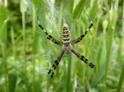Spinne Natur Kreatur