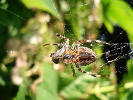 nhện thiên nhiên cỏ
