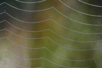 laba-laba bersih dengan embun