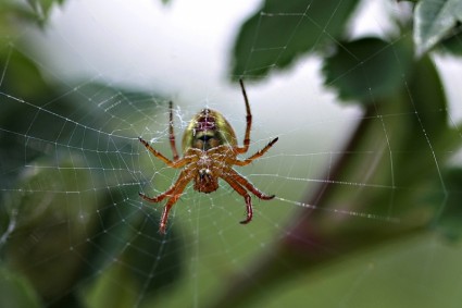 araña spider web