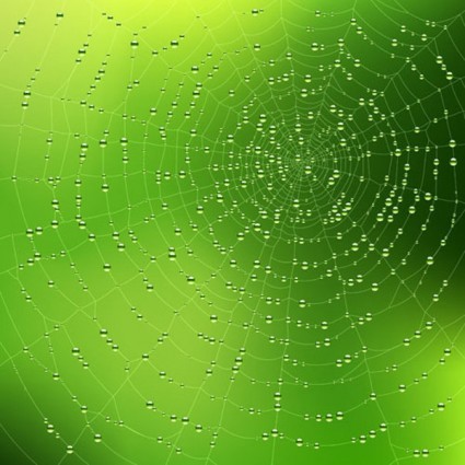 örümcek web arka plan vektör