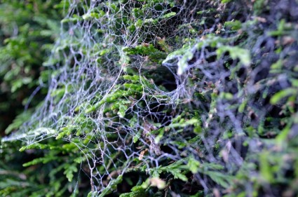 tela de araña en arbustos