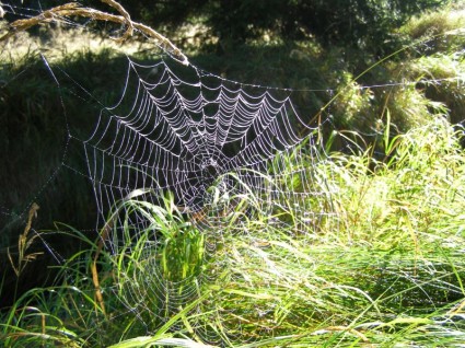 net spider039s