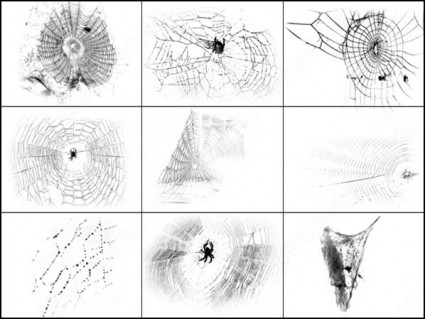 szczotka web pająki