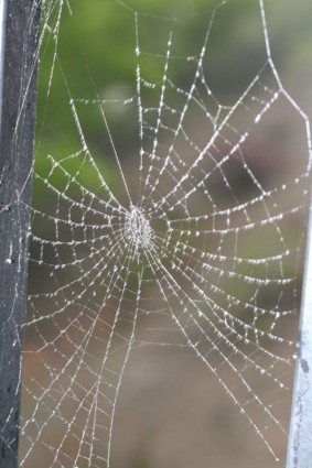 jaring laba-laba diliputi dengan embun