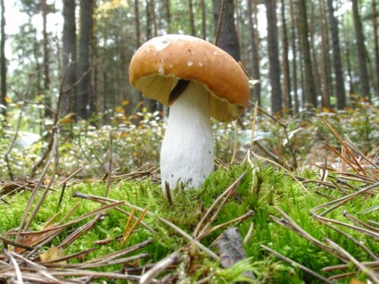 esponja cogumelos outono