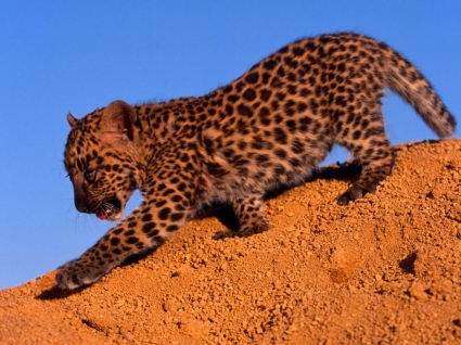 Spotted leopard cub tapeta dla dzieci zwierzęta