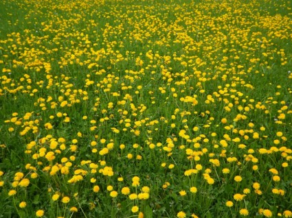 amarelo de flor de primavera