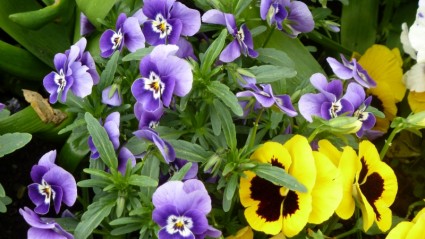 mùa xuân violaceae đầy màu sắc